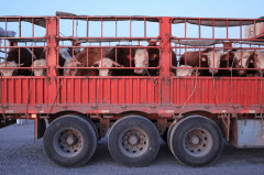 一吨暴涨6000元！头部牛企集体发跌价函新一轮牛